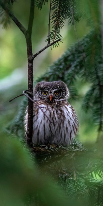 owl, in spruce branches Wallpaper 720x1440