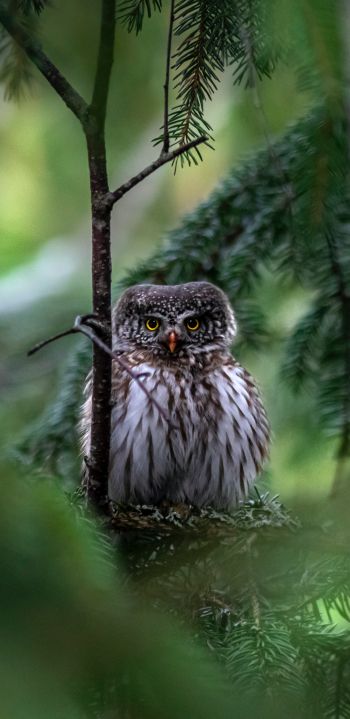 owl, in spruce branches Wallpaper 1080x2220