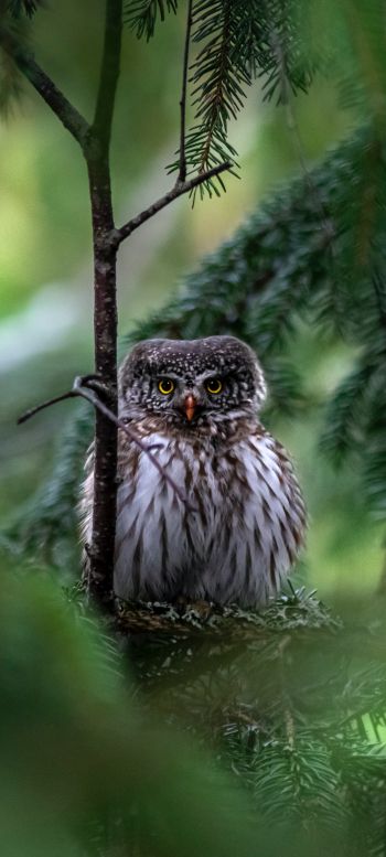 owl, in spruce branches Wallpaper 1440x3200