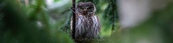 owl, in spruce branches Wallpaper 1590x400
