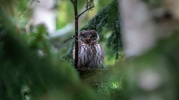 owl, in spruce branches Wallpaper 1920x1080