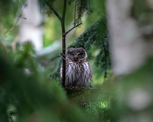 owl, in spruce branches Wallpaper 1280x1024