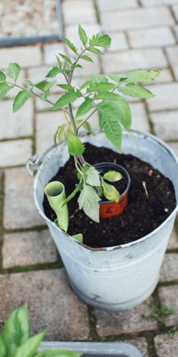 seedlings, bucket with plant Wallpaper 720x1440