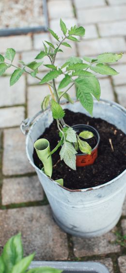seedlings, bucket with plant Wallpaper 1170x2532