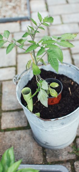 seedlings, bucket with plant Wallpaper 1080x2340