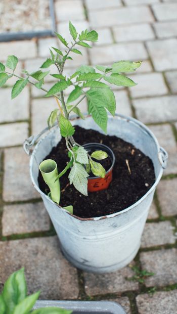 seedlings, bucket with plant Wallpaper 640x1136