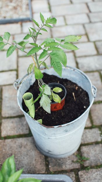 seedlings, bucket with plant Wallpaper 750x1334