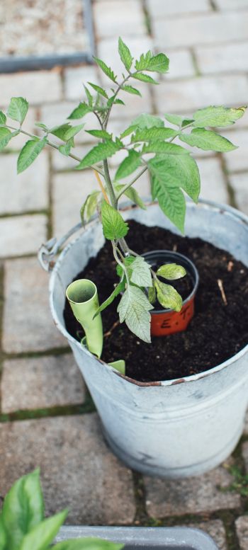 seedlings, bucket with plant Wallpaper 1440x3200