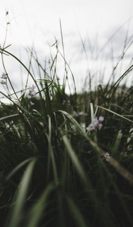 nature, greens, in the grass Wallpaper 600x1024