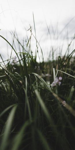 nature, greens, in the grass Wallpaper 720x1440