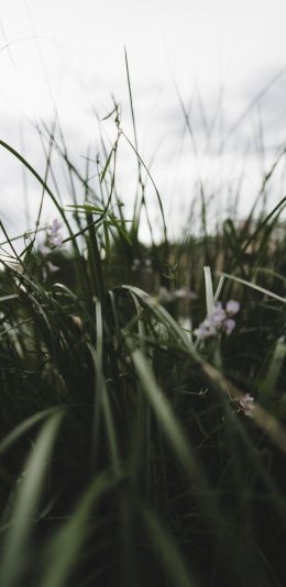 nature, greens, in the grass Wallpaper 1440x2960