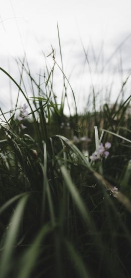 nature, greens, in the grass Wallpaper 1080x2280