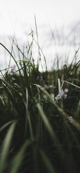 nature, greens, in the grass Wallpaper 1170x2532
