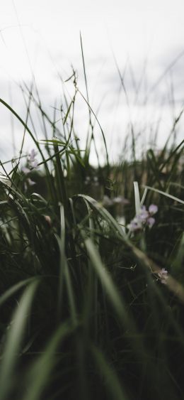 nature, greens, in the grass Wallpaper 1080x2340