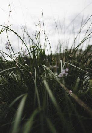 nature, greens, in the grass Wallpaper 1640x2360