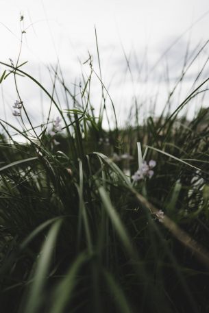 nature, greens, in the grass Wallpaper 640x960