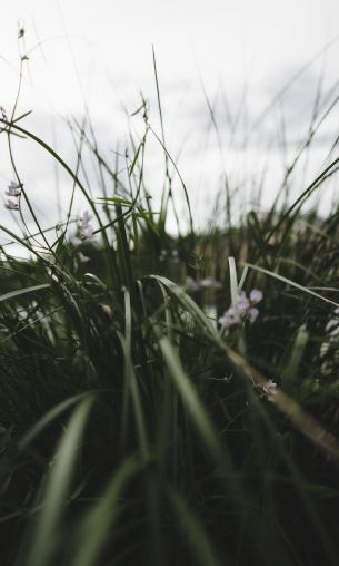 nature, greens, in the grass Wallpaper 1200x2000