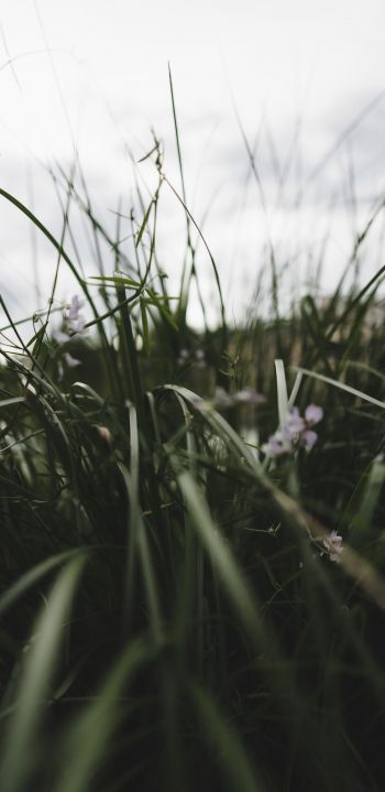 nature, greens, in the grass Wallpaper 1080x2220