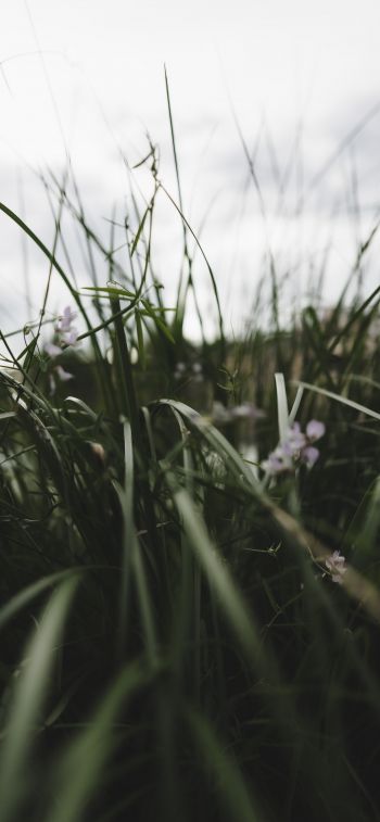 nature, greens, in the grass Wallpaper 1170x2532
