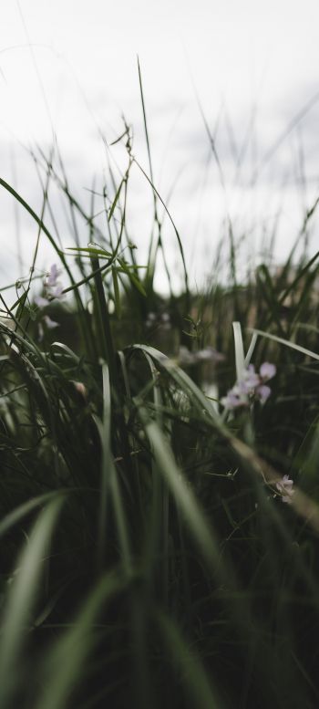 nature, greens, in the grass Wallpaper 1440x3200