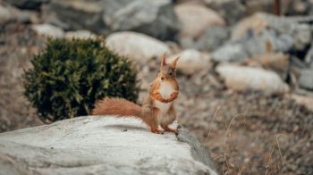 squirrel, in the wild Wallpaper 1600x900