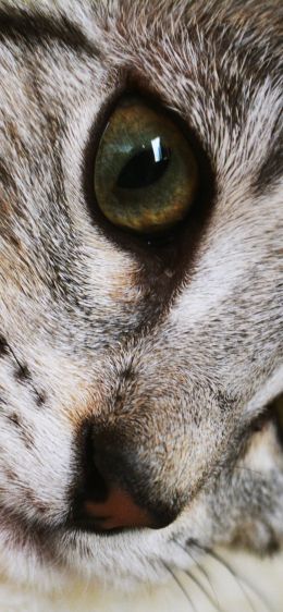 cat, eyes, look Wallpaper 1242x2688