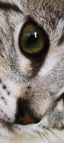 cat, eyes, look Wallpaper 1080x2400