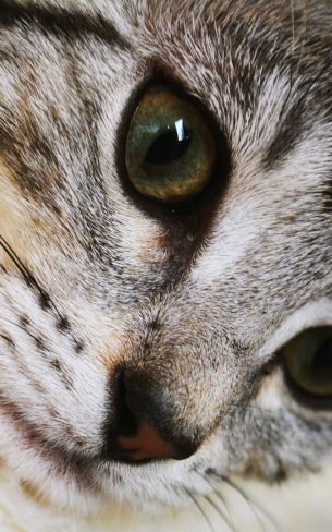 cat, eyes, look Wallpaper 800x1280