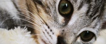cat, eyes, look Wallpaper 2560x1080