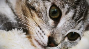 cat, eyes, look Wallpaper 1600x900