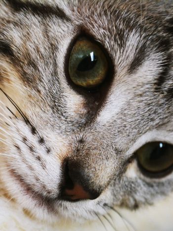 cat, eyes, look Wallpaper 1668x2224
