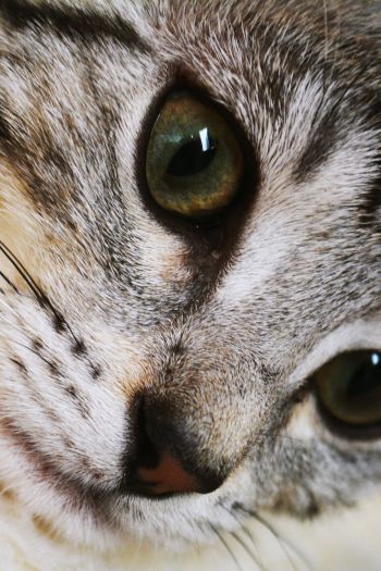 cat, eyes, look Wallpaper 640x960