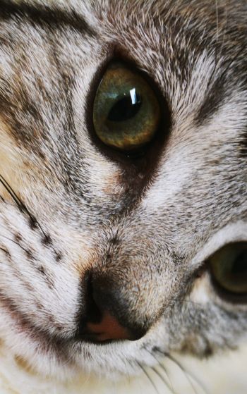 cat, eyes, look Wallpaper 1752x2800