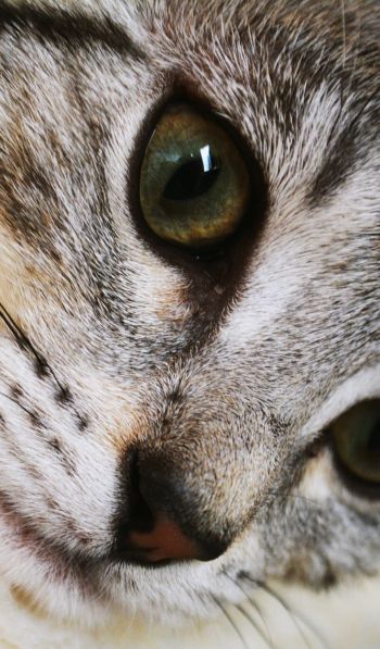 cat, eyes, look Wallpaper 600x1024