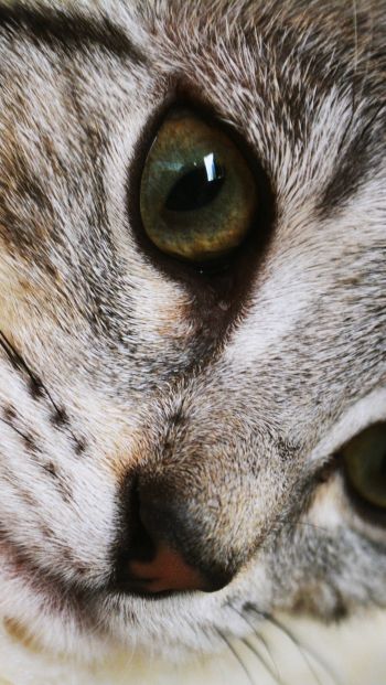 cat, eyes, look Wallpaper 640x1136