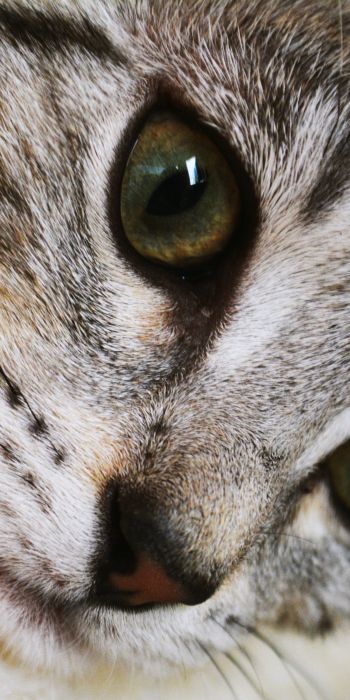cat, eyes, look Wallpaper 720x1440
