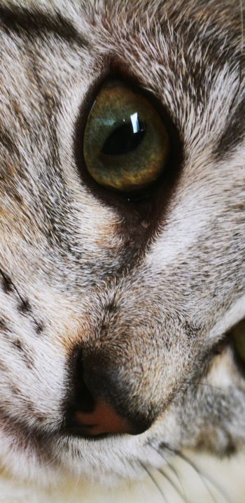 cat, eyes, look Wallpaper 1440x2960