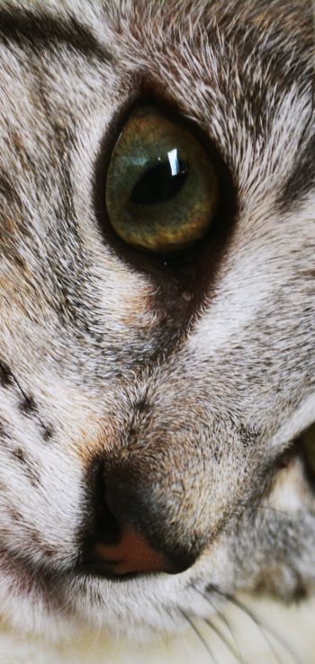 cat, eyes, look Wallpaper 1440x3040