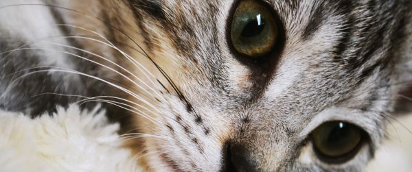 cat, eyes, look Wallpaper 3440x1440