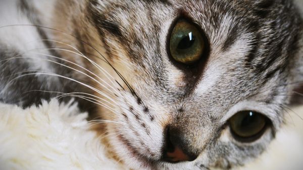 cat, eyes, look Wallpaper 1366x768