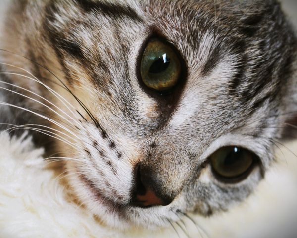 cat, eyes, look Wallpaper 1280x1024