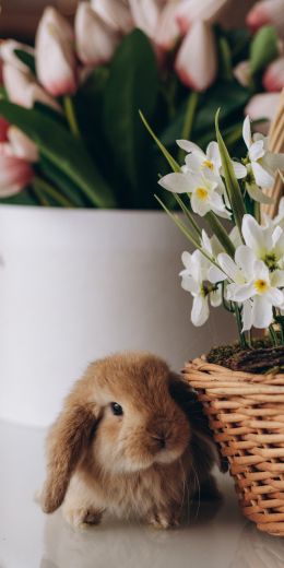 rabbit, flowers Wallpaper 720x1440