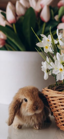 rabbit, flowers Wallpaper 828x1792