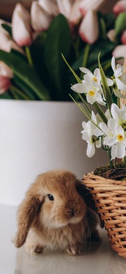 rabbit, flowers Wallpaper 1080x2340