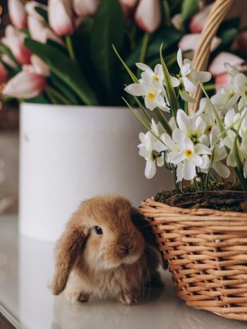 rabbit, flowers Wallpaper 1620x2160