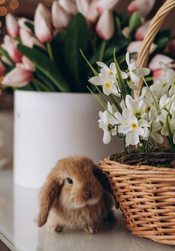 rabbit, flowers Wallpaper 1640x2360