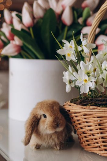 rabbit, flowers Wallpaper 640x960
