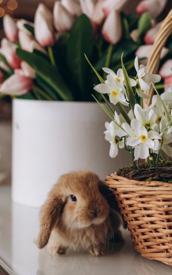 rabbit, flowers Wallpaper 1752x2800