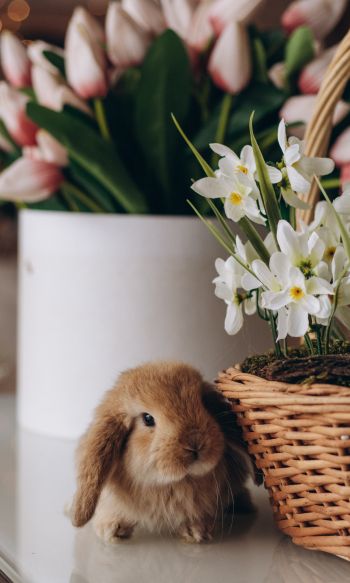 rabbit, flowers Wallpaper 1200x2000