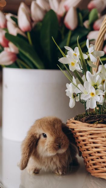 rabbit, flowers Wallpaper 640x1136